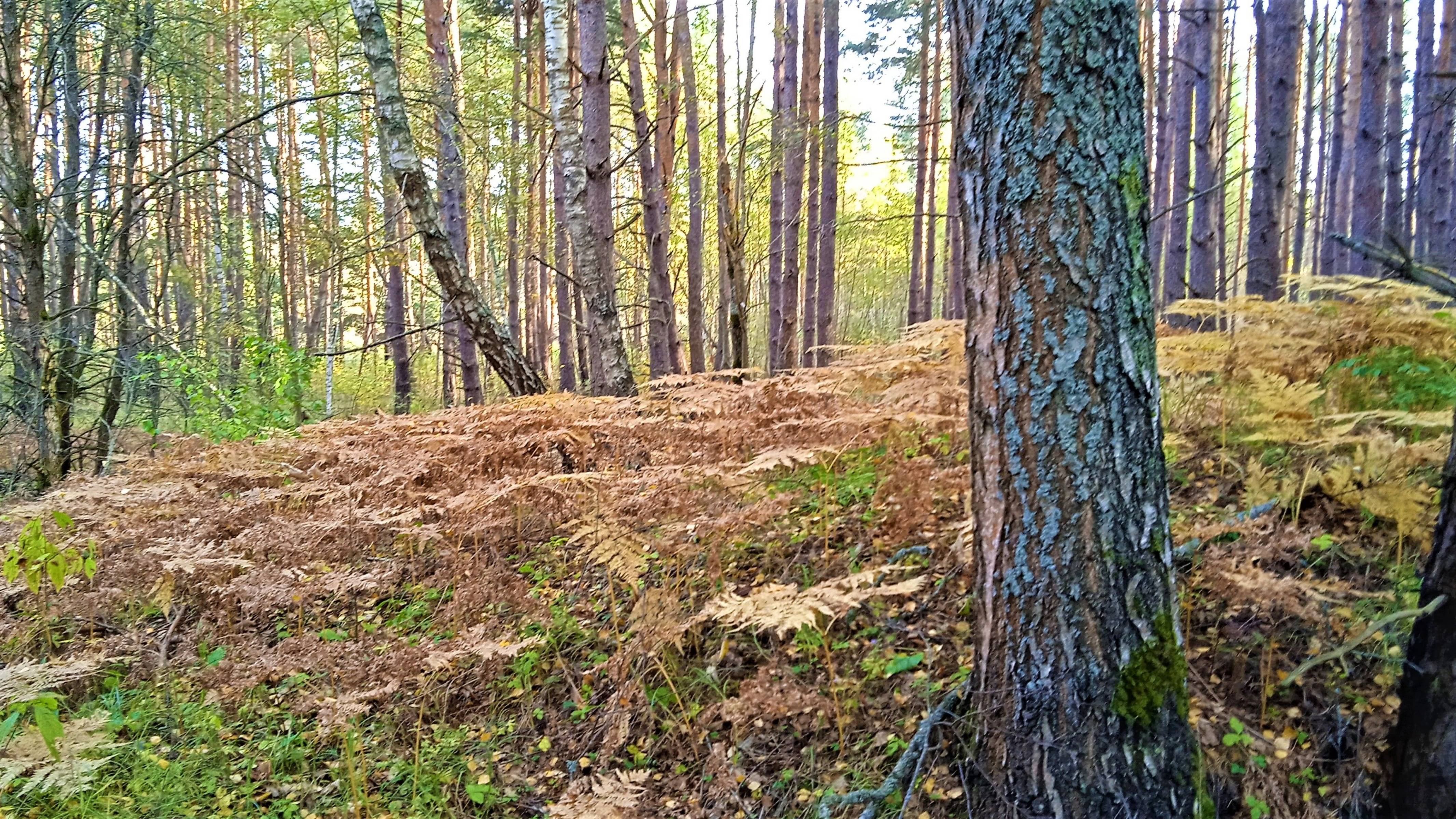 Грибы - кусочек осеннего счастья смотреть онлайн