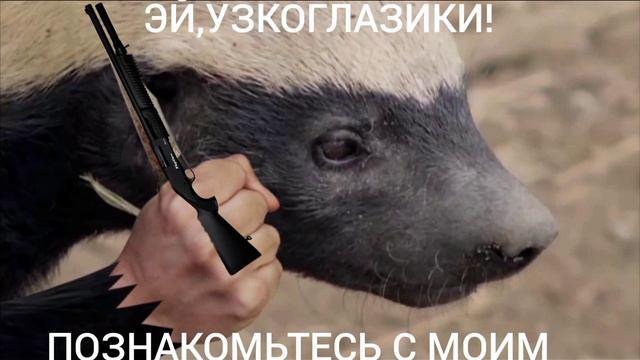 "МЕДОЕД В КНДР" (ПРИКОЛЫ С МЕДОЕДОМ) смотреть онлайн