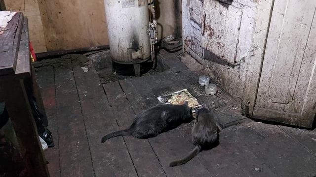 А вот и Любаня! смотреть онлайн