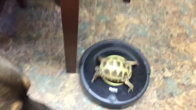 Turtle rides ROOMBA ROBOT!!! смотреть онлайн