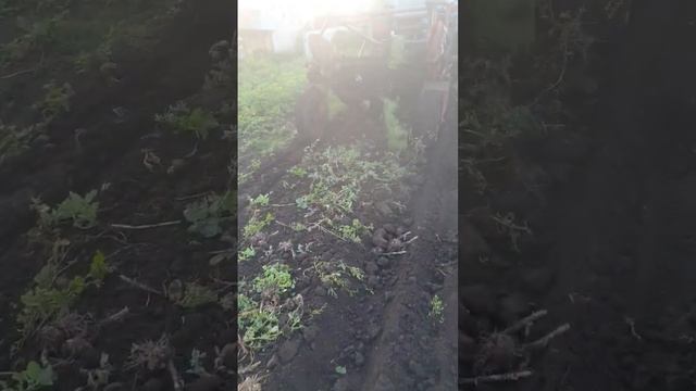 ЛЕГКАЯ УБОРКА ЧЕСНОКА смотреть онлайн