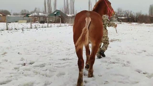 Полтарашка сатылат Дареги Бишкек Тел:+996 220 050 550 бою1,50 смБаасы 145 мин кеми бар. смотреть онлайн