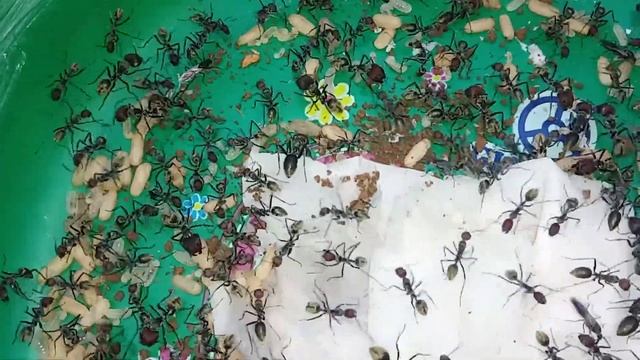 Camponotus singularis 1 Queen and 400 worker смотреть онлайн
