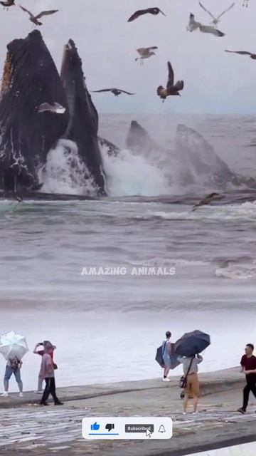 KEMUNCULAN PAUS RAKSASA DI ALAM LIAR смотреть онлайн