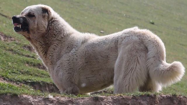 АЛАБАЙ ВСЁ О ПОРОДЕ, Среднеазиатская овчарка ПЛЮСЫ И МИНУСЫ.