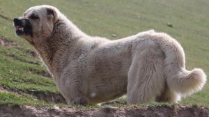 АЛАБАЙ ВСЁ О ПОРОДЕ, Среднеазиатская овчарка ПЛЮСЫ И МИНУСЫ.