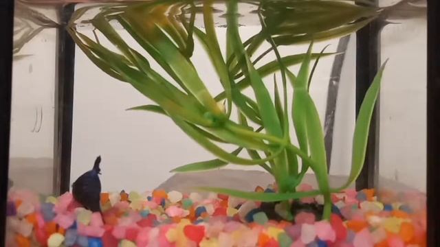 Calm TV Live Stream #1 | Aquarium | Betta Fish Color Blue | Most Relaxing Video on YouTube смотреть онлайн