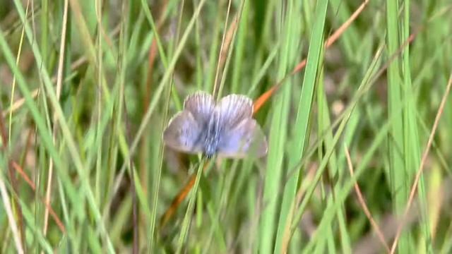Ensianblåfugl hun, Grene Sande 28/7-2016 смотреть онлайн