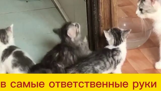 КОТЯТА В САМЫЕ ОТВЕТСТВЕННЫЕ РУКИ!!!! смотреть онлайн