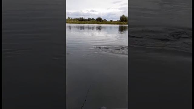 Щука. Трофей 🏆 гигантская щука смотреть онлайн