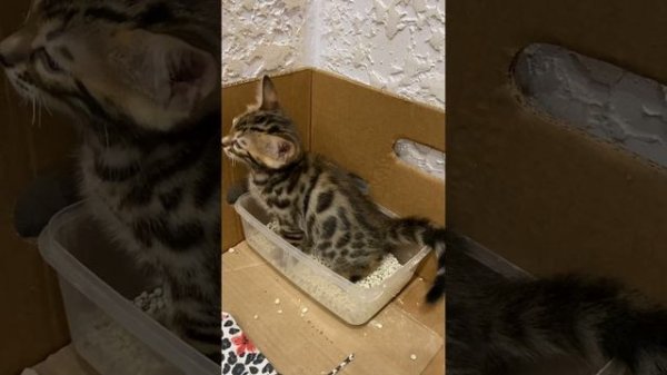 Котенку 46 дней, самостоятельно ходит в лоток по-маленькому #бенгалы #бенгальскийкот