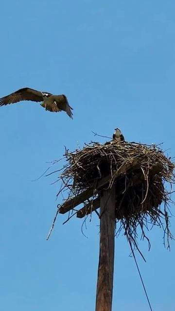 #ospreynest #ospreys #águilas смотреть онлайн