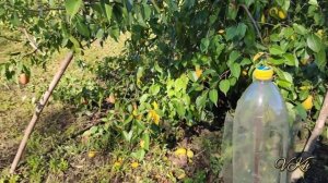 Огород и сад. Небольшой обзор нашего участка) 07.10.2022.