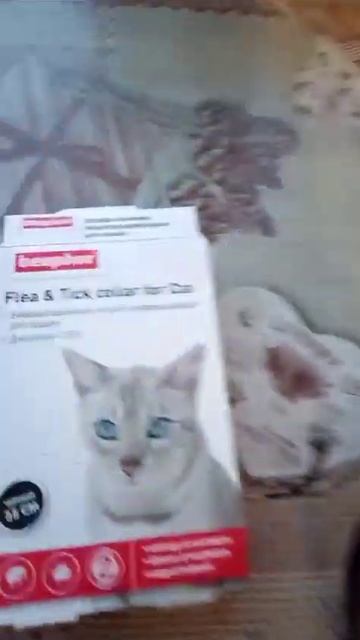 Купили Ошейники кошкам! смотреть онлайн