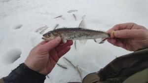 Зимняя рыбалка на корюшку и навагу...