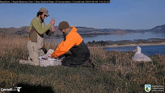 (04.06.2024) Альбатрос. Взвешивание - The albatross. Weighing смотреть онлайн