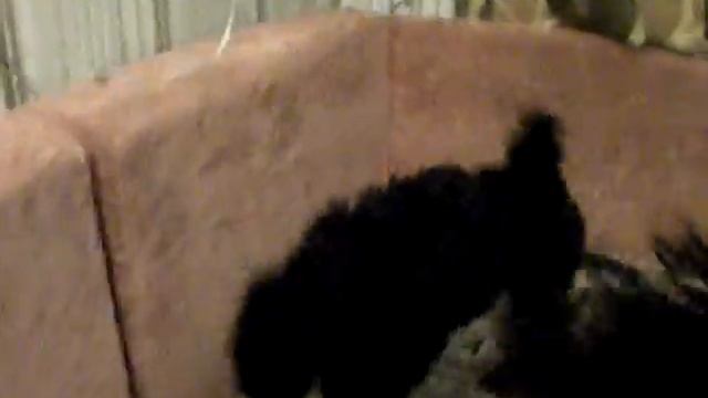 видео девочек, 2.5 месяца 002.AVI