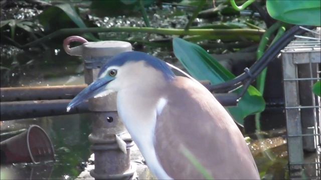 Nankeen Night Heron смотреть онлайн