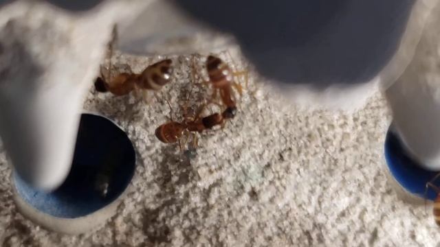 Update on my Camponotus Semitestaceus! смотреть онлайн