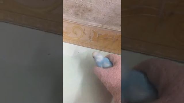 vẹt yến phụng kit ,ket nhà tôi phần 1 смотреть онлайн