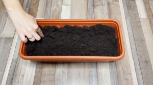 Как посадить редиску дома: подробная инструкция