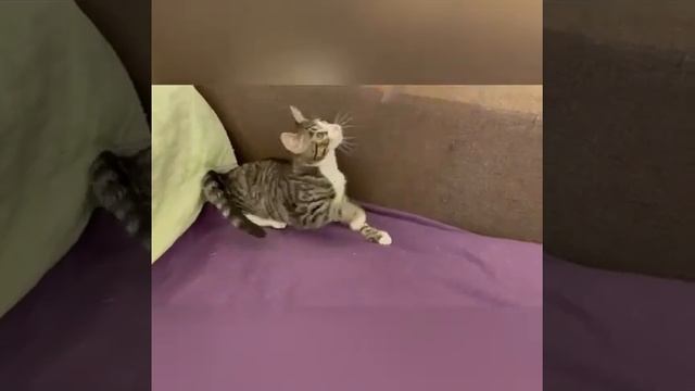 Питерский стильный гражданин полосан Ларри 4,5 мес нашёл дом смотреть онлайн