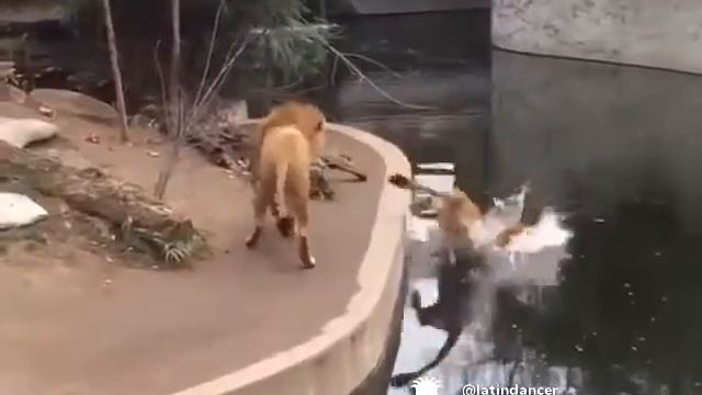 Zebra o sushi? смотреть онлайн