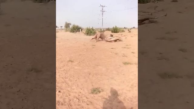 सर्दी में ऊंटों की हुई खतरनाक लड़ाई #camel_fighting#camel_festival смотреть онлайн