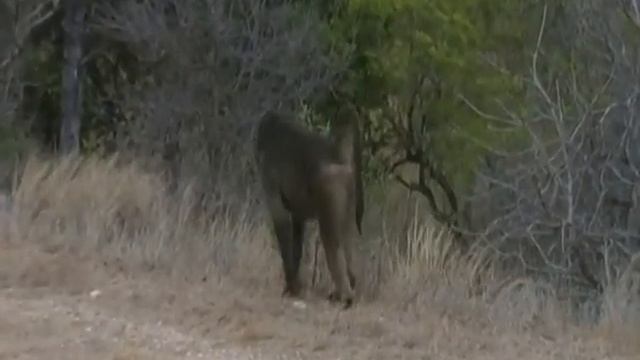 SDV 0311 Babbuini e giapponesi M'ha fatto pija 'ncorpo смотреть онлайн