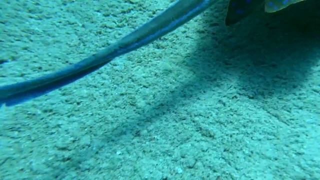 MARSA ALAM - BRAYKA BAY HOTEL 25.07.2019 / 15.08.2019 смотреть онлайн