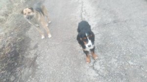 Щенячий патруль. Призовые собаки на международной выставке в Ганновере