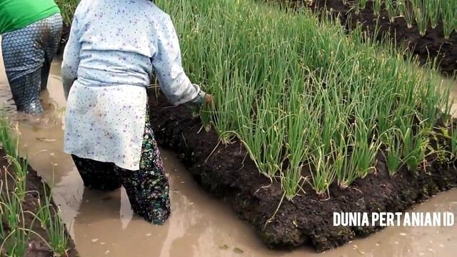 Cara manual menanggulangi hama ulat pada bawang merah смотреть онлайн
