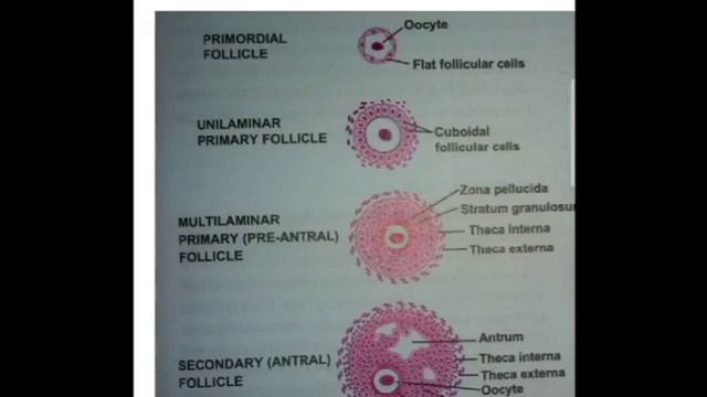 Histology of Ovary Part 2. By (Dr. Kaukab Shakeel for 2nd Year MBBS) смотреть онлайн