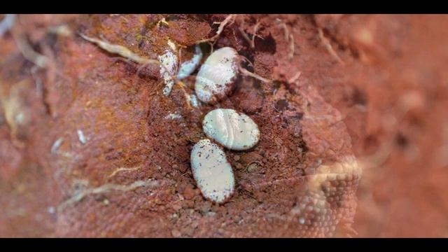 Жизнь хамелеона