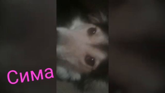 все мои питомцы смотреть онлайн
