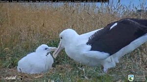(27.02.2024) Альбатрос. Мама LGL вернулась - The albatross. LGL's mom is back