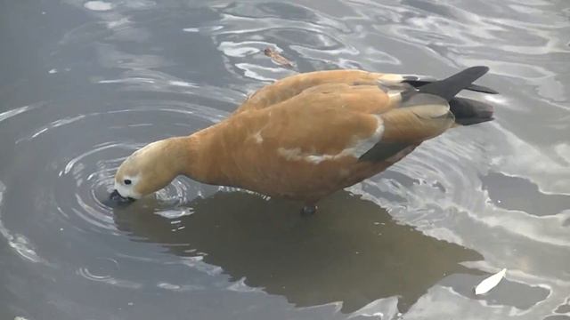 Парк Царицыно, золотая осень, Октябрь 2022 - (02) смотреть онлайн