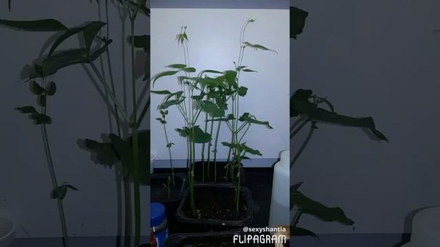 The growth of Kidney Beans using Indole-3-acetic acid смотреть онлайн