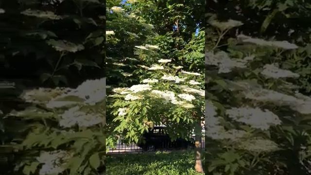 Про бузину волшебный голос Максима! Продолжение из Санкт -Петербурга! Ч.2 смотреть онлайн