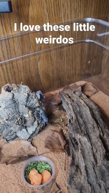 blue death feigning beetles #beetles #inverts #pets смотреть онлайн