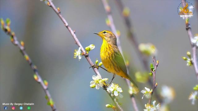 Такая красивая мелодия, что я плачу слушая... Шедевр. The most beautiful melody in the world. смотреть онлайн