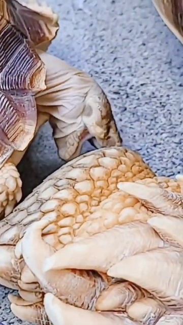 Two Tortoise 🐢 Fight | #short #tortoise #fight смотреть онлайн