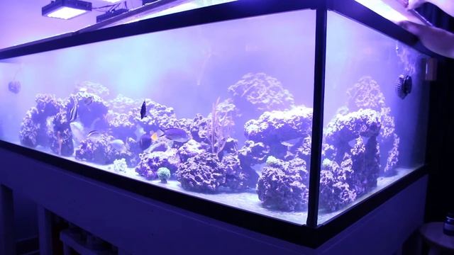 Korallen-Zucht Coral Snow Treatment
