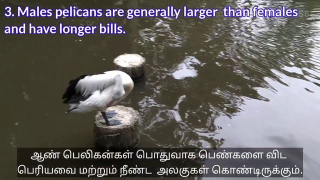 PELICAN @ JURONG BIRD PARK | SINGAPORE TAMIL VLOG | VISIT SINGAPORE | SINGAPORE ATTRACTIONS смотреть онлайн