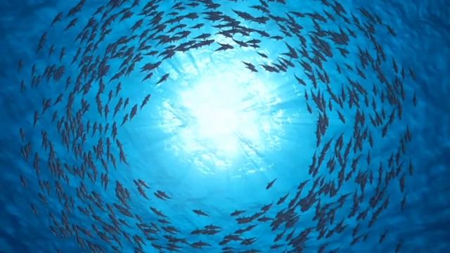 Relaxation channel ( whales relaxation sounds) this You need now (#1) смотреть онлайн