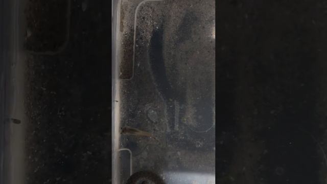 Змея ест лягушку и гуппи. 4К видео. смотреть онлайн