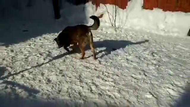 Рекс(1) смотреть онлайн