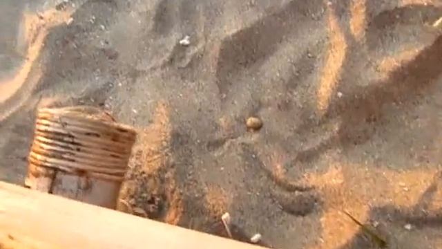 Heremietkreeft op Gili смотреть онлайн