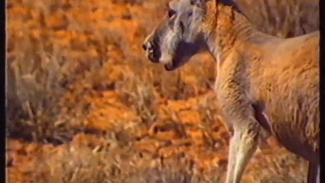 Adidas Torsion Shoes - 1990 Australian TV Commercial смотреть онлайн