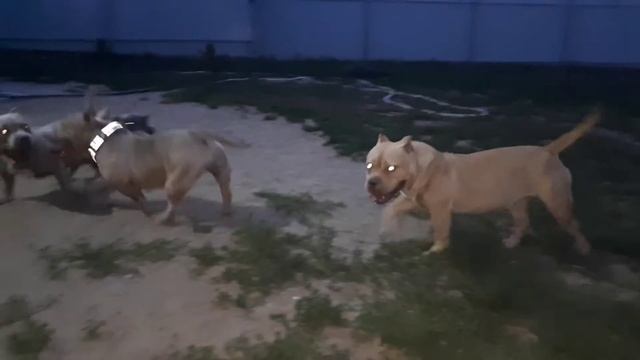 Американские булли😍 Наоми и Коп смотреть онлайн